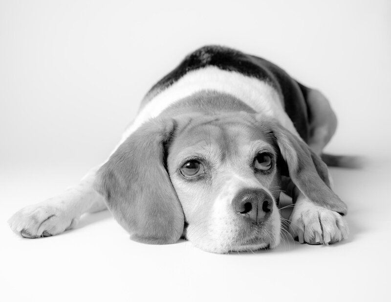 Beagle Dog Lying Down — Black, Calm