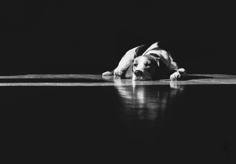 Beagle Dog Lying Down — Black