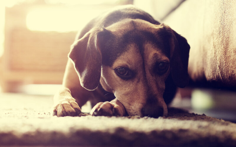Beagle Dog Lying Down — Brown, Calm, Afternoon, Photograph, Carpet