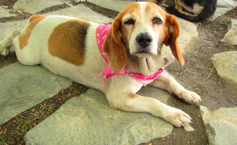 Beagle Dog Lying Down — Brown, Calm, Afternoon, Photograph