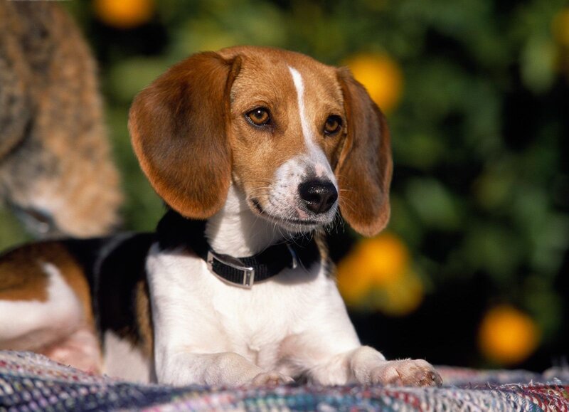 Beagle Dog Lying Down — Brown, Calm, Afternoon