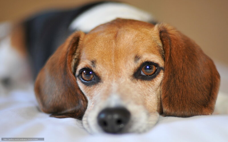 Beagle Dog Lying Down — Brown, Calm, Photograph, Bed, Blanket