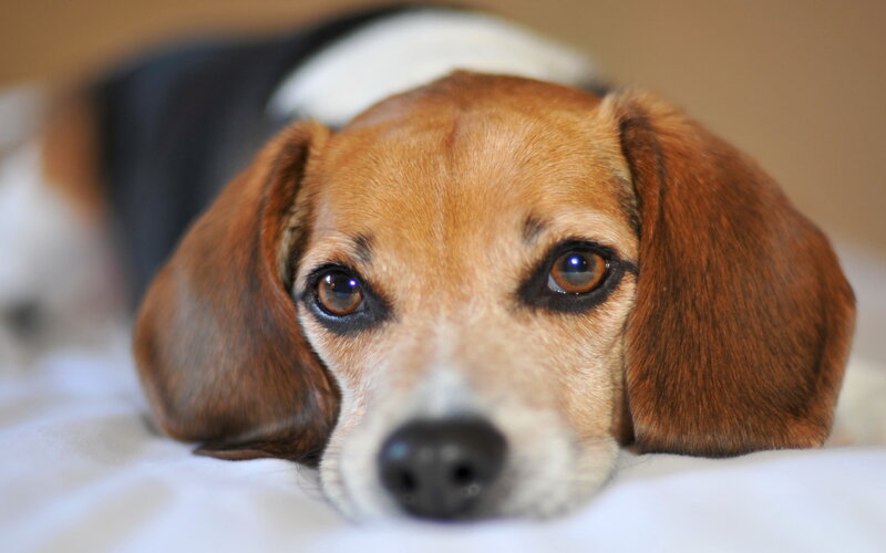 Beagle Dog Lying Down — Brown, Calm, Photograph, Bed