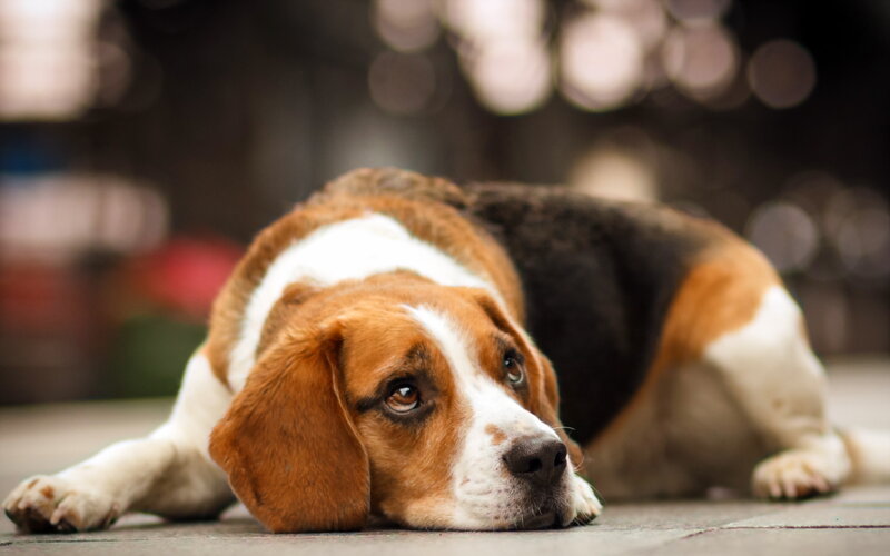 Beagle Dog Lying Down — Brown, Calm, Photograph, Floor