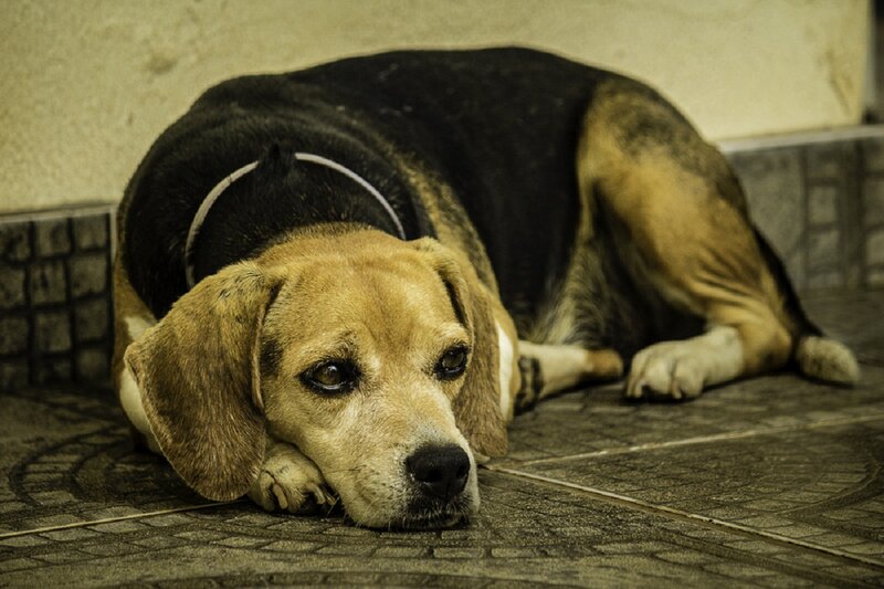 Beagle Dog Lying Down — Brown, Calm, Photograph, Floor, Wall