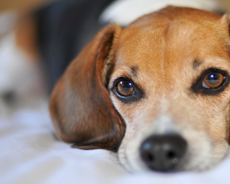 Beagle Dog Lying Down — Brown, Calm, Photograph