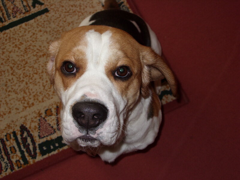 Beagle Dog Lying Down — Brown, Calm