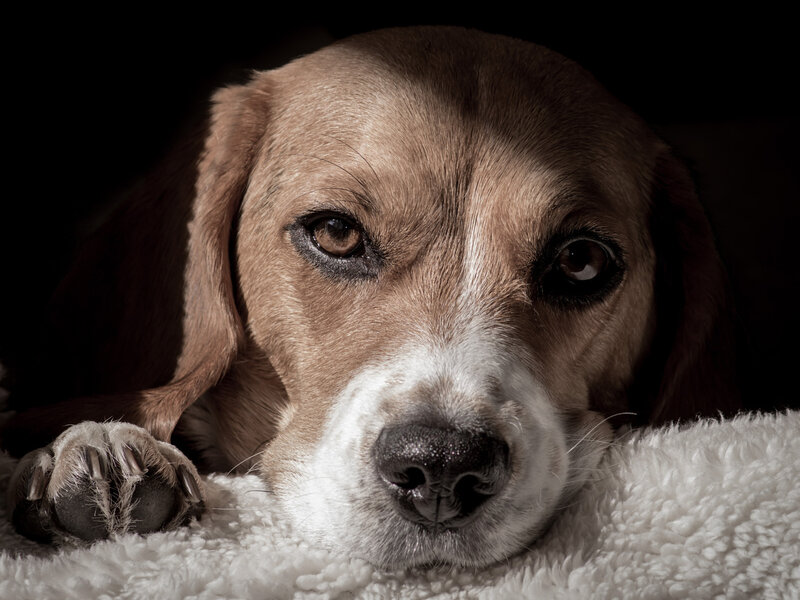 Beagle Dog Lying Down — Brown, Dramatic