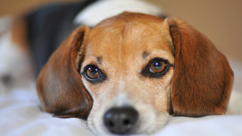 Beagle Dog Lying Down — Brown