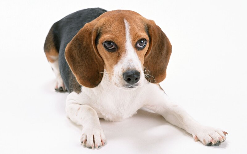 Beagle dog lying down