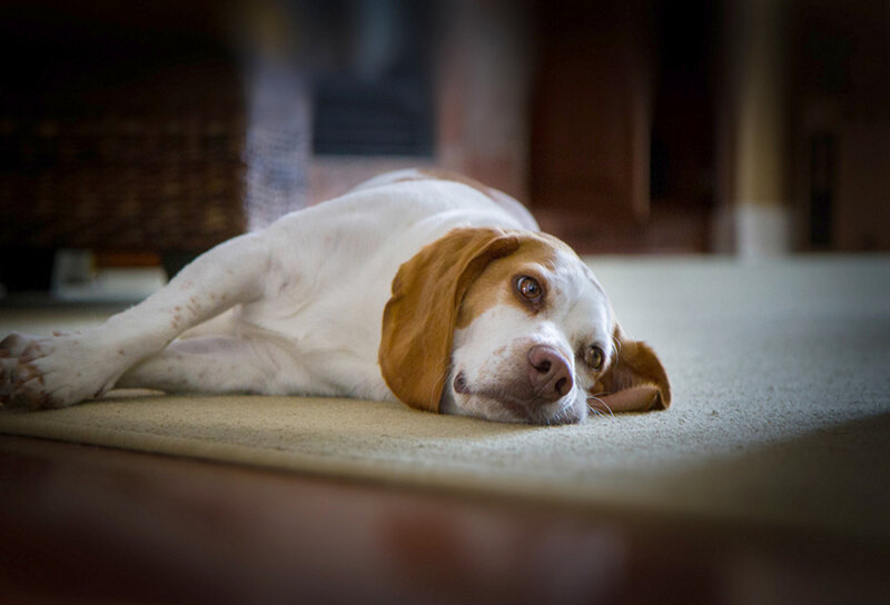 Beagle Dog Lying Down — White