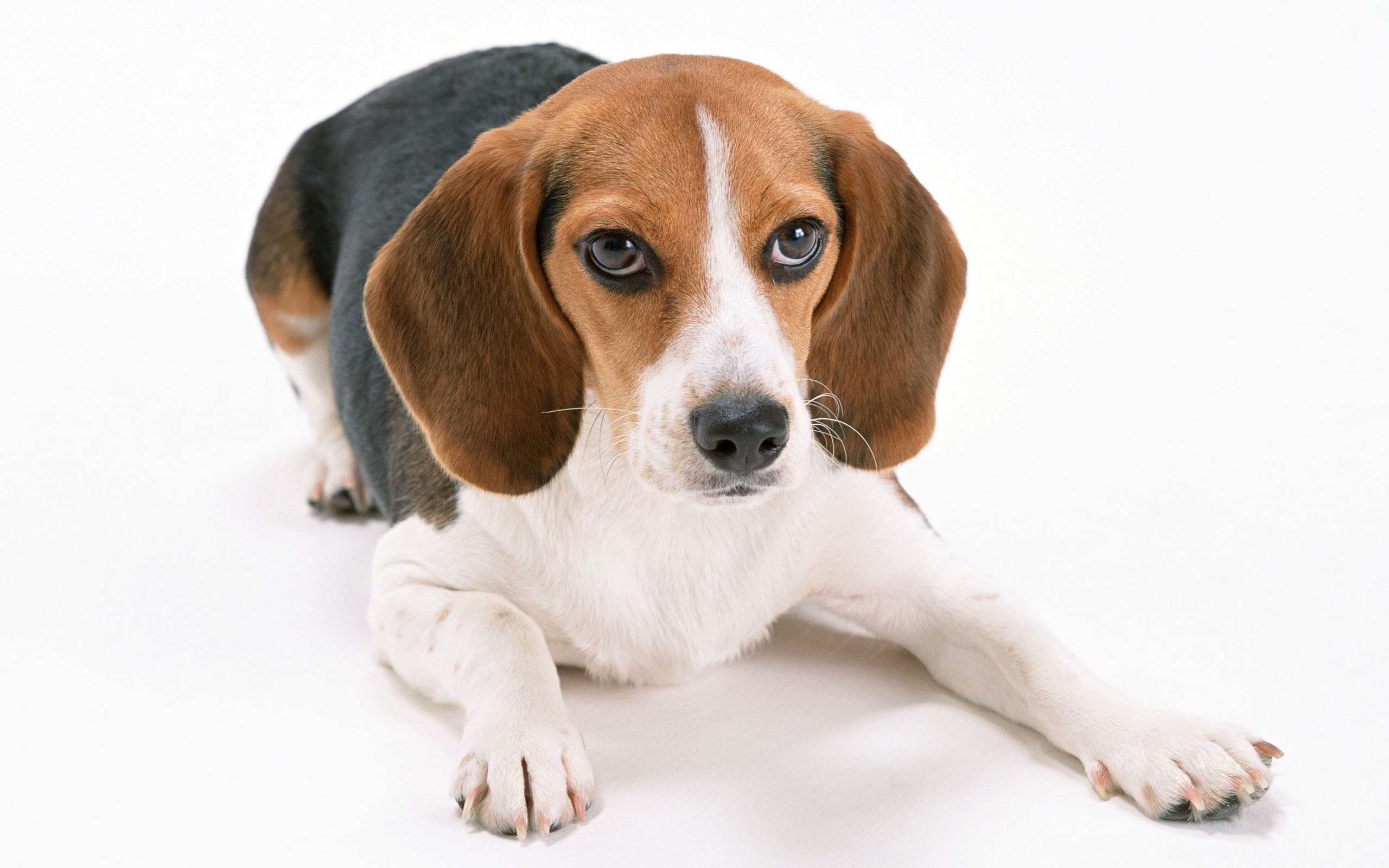 Beagle dog lying down