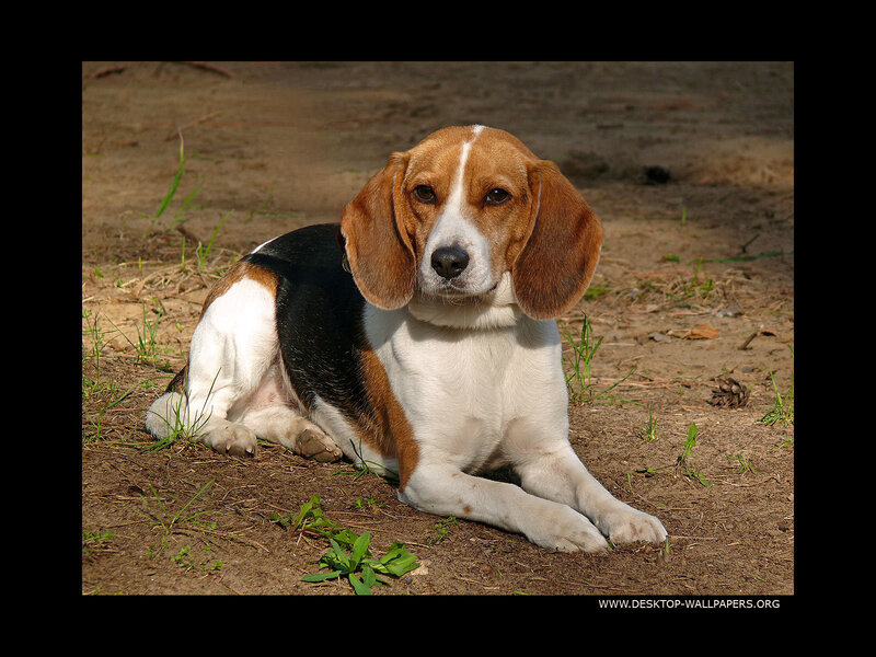 Beagle dog lying on ground