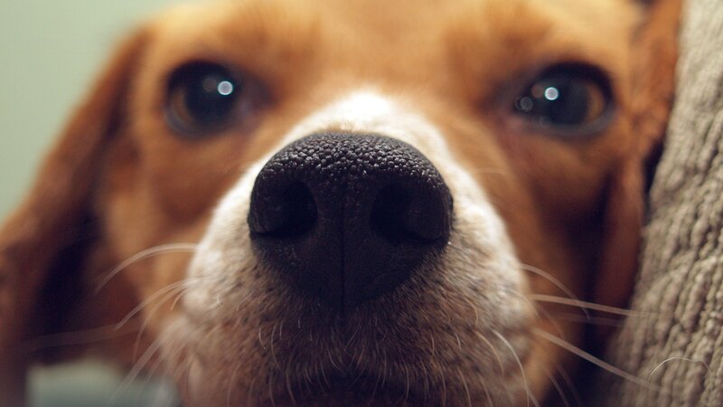 Beagle Dog Nose