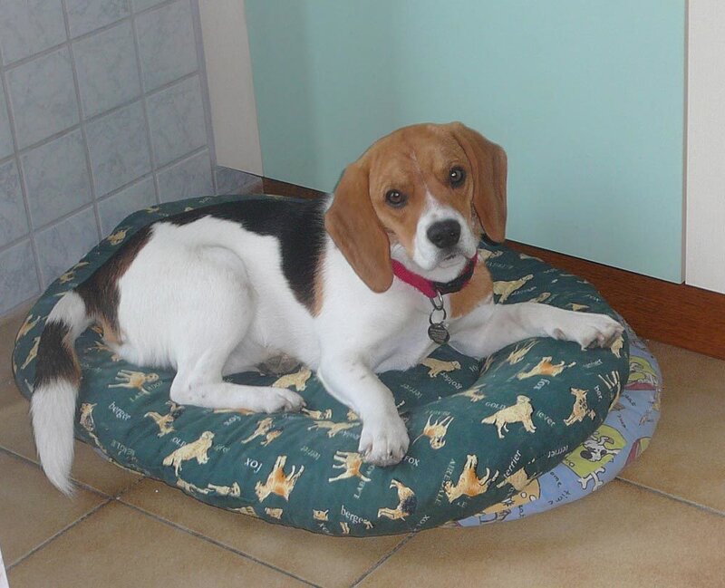 Beagle dog on a bed