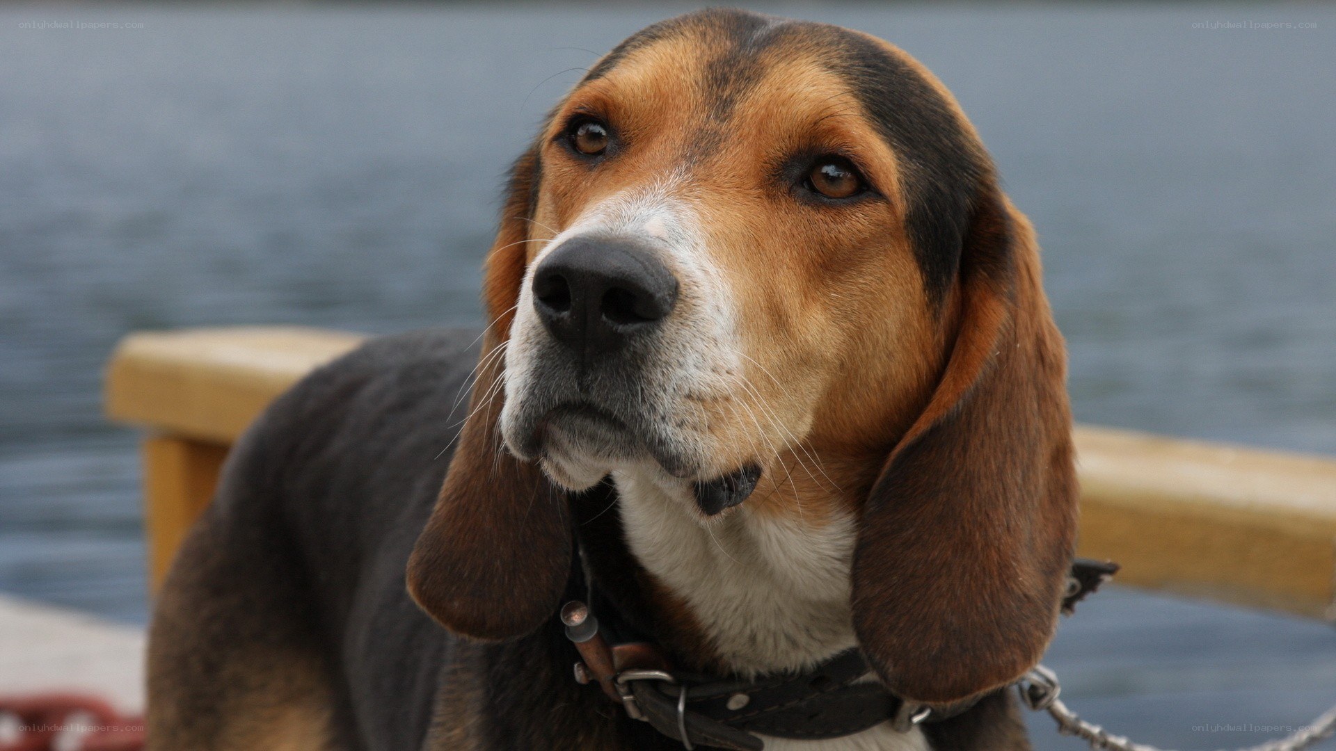 beagle dog on a boat