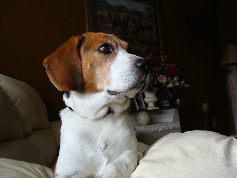 beagle dog on a couch