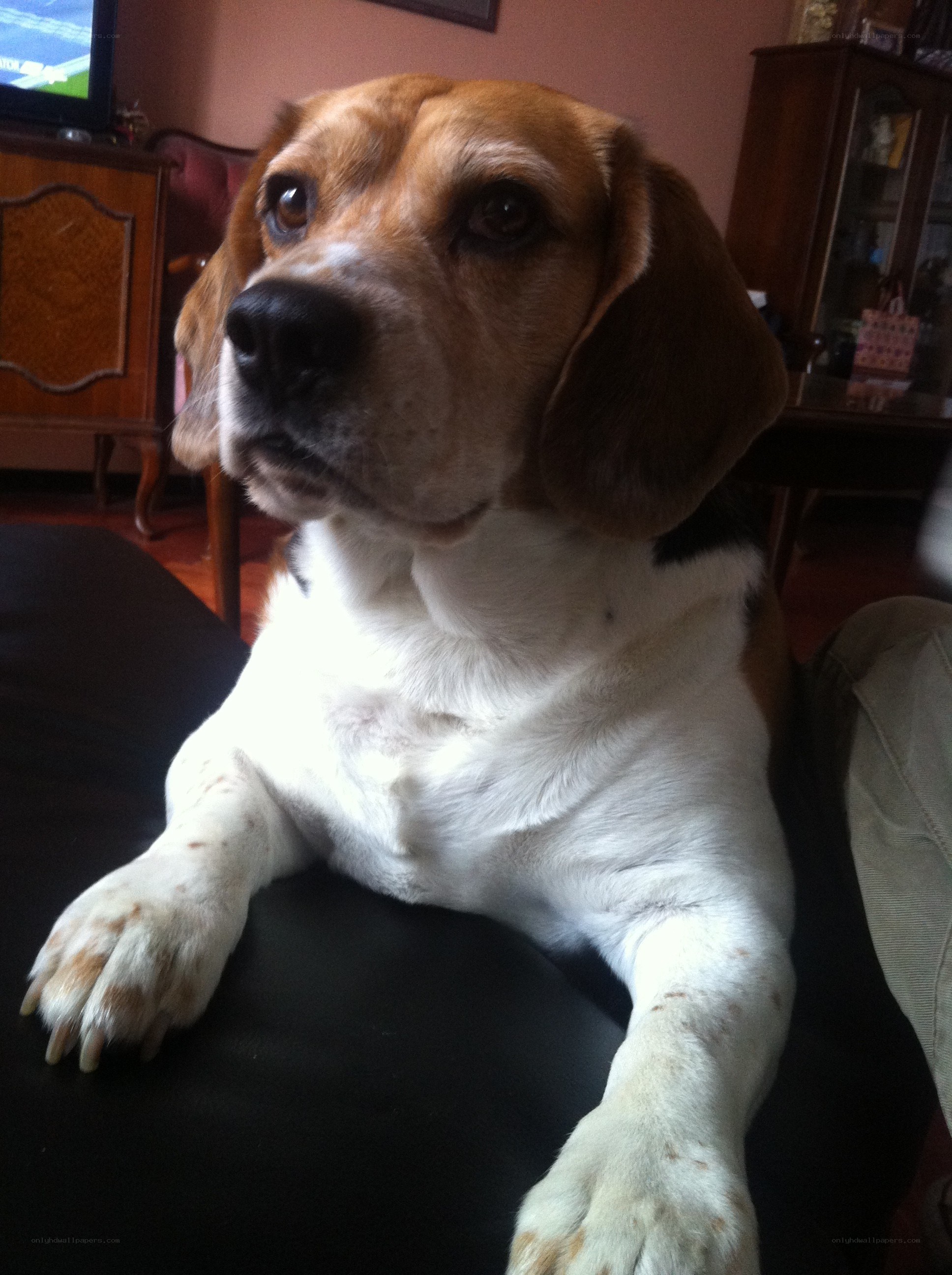 beagle dog on a couch