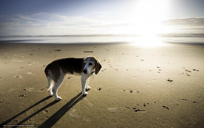 Beagle Dog on Beach — Brown, Serene