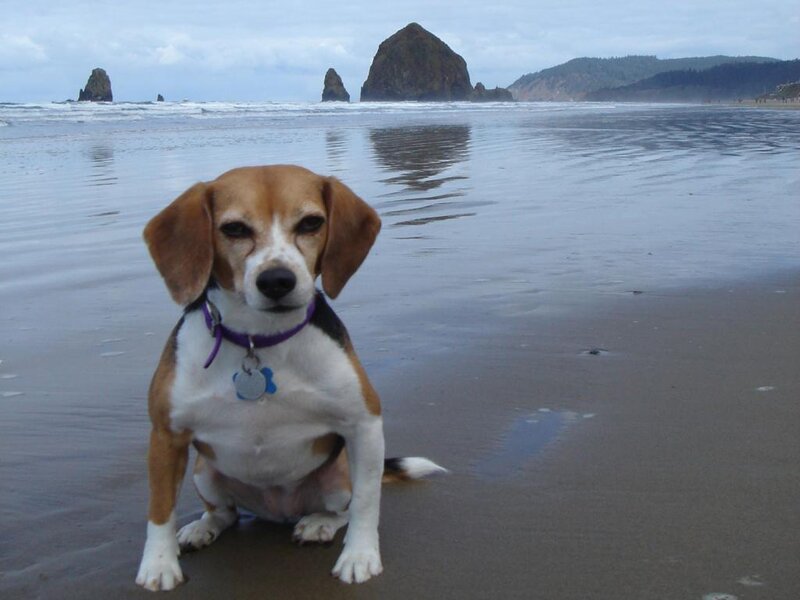 Beagle Dog on Beach