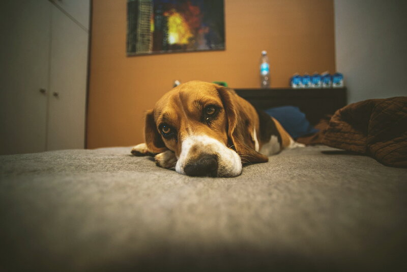 Beagle Dog on Bed — Brown