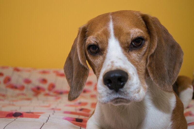 Beagle Dog on Bed