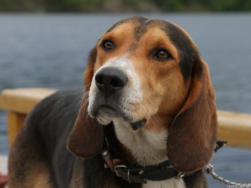 Beagle Dog on Boat
