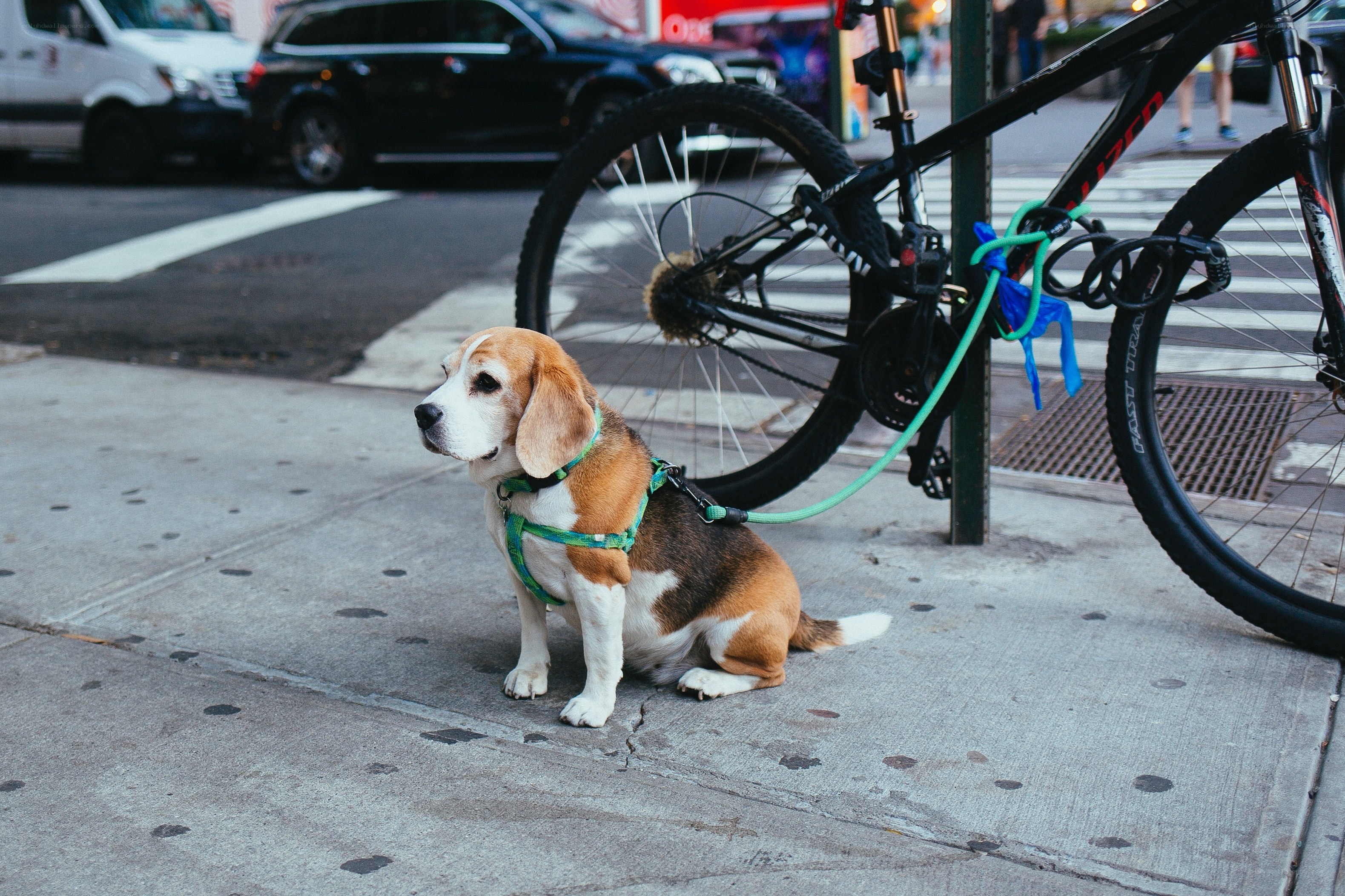 Beagle dog on city sidewalk