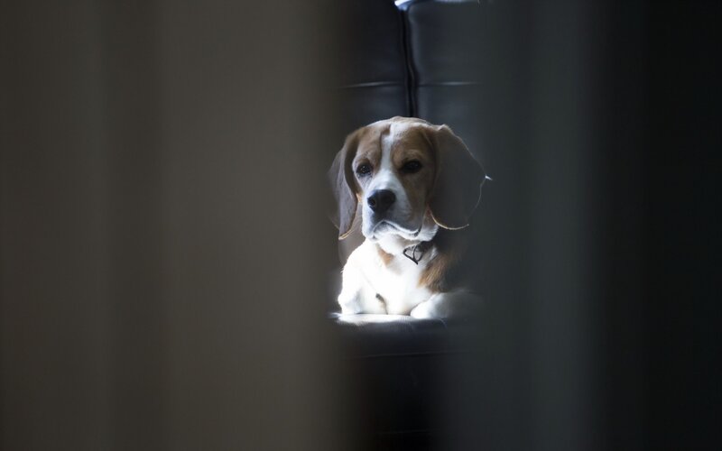 Beagle Dog on Couch — Brown, Dramatic