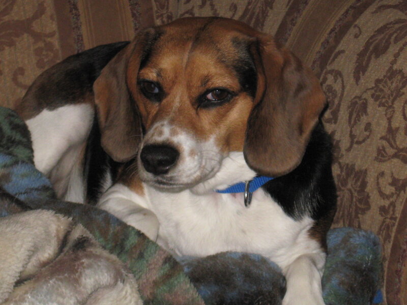 Beagle Dog on Couch — Brown