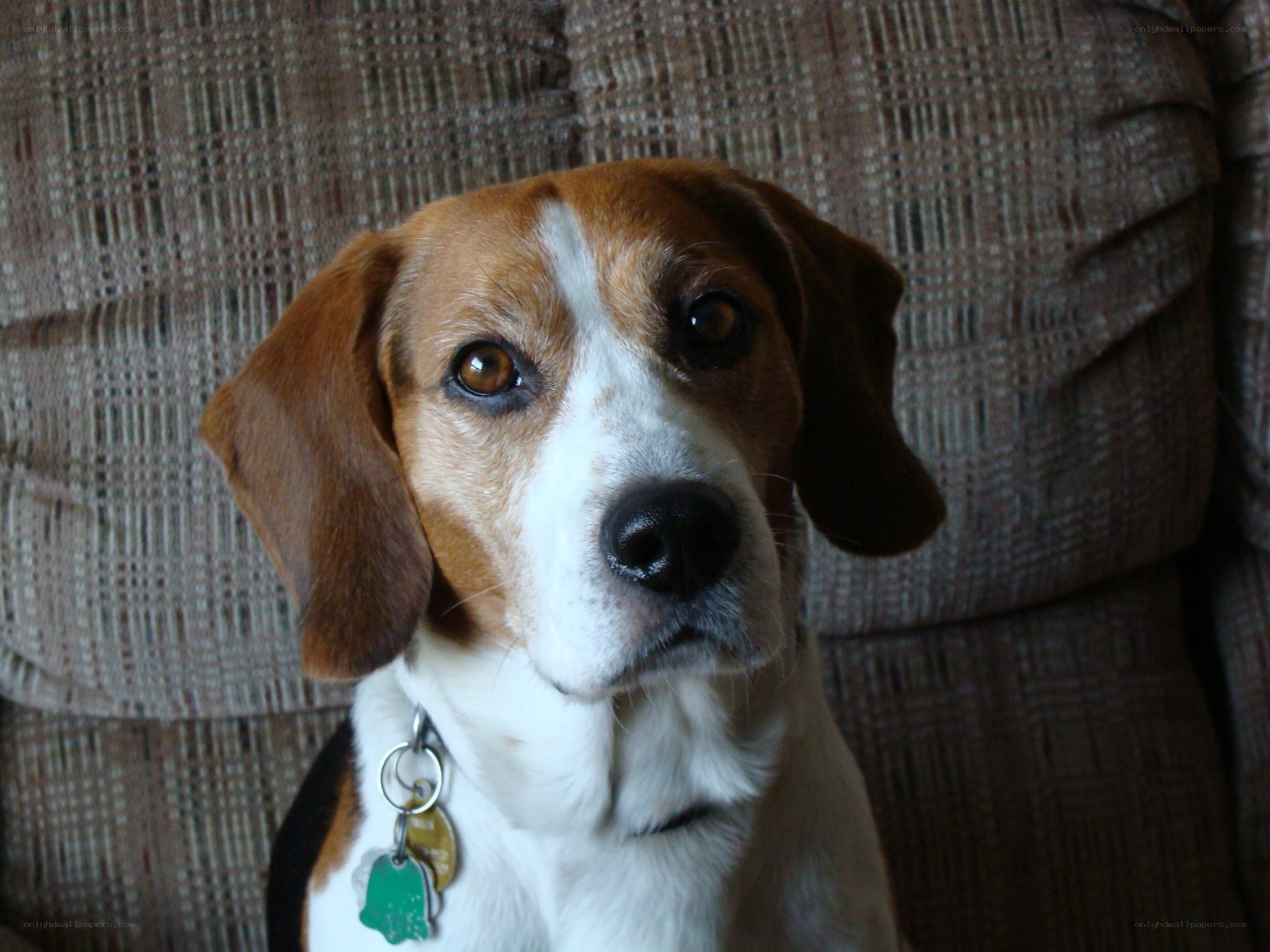 beagle dog on couch