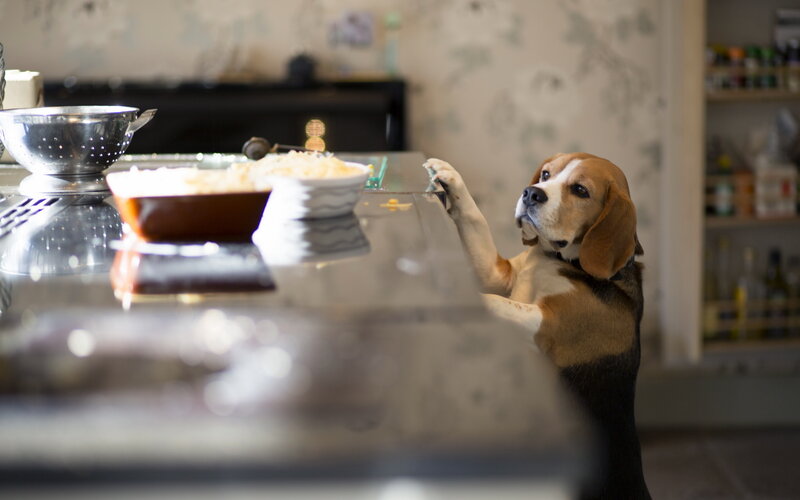 Beagle Dog on Counter