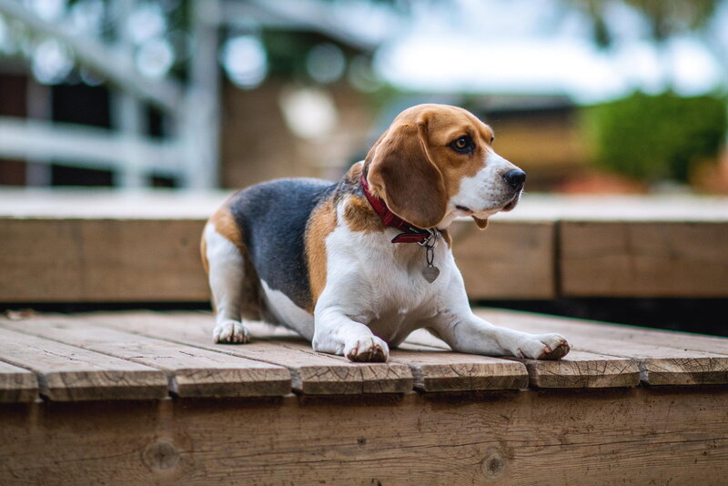 Beagle Dog on Deck