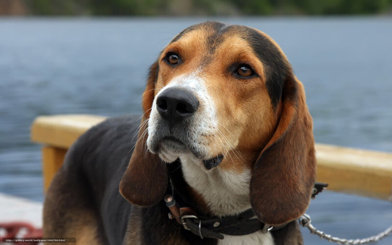Beagle Dog on Dock — Brown, Calm, Afternoon