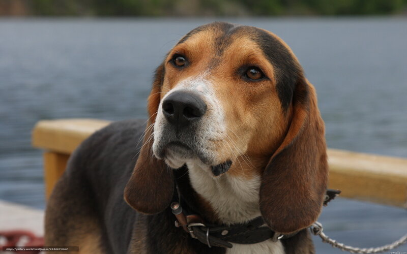 Beagle Dog on Dock — Brown, Calm, Photograph
