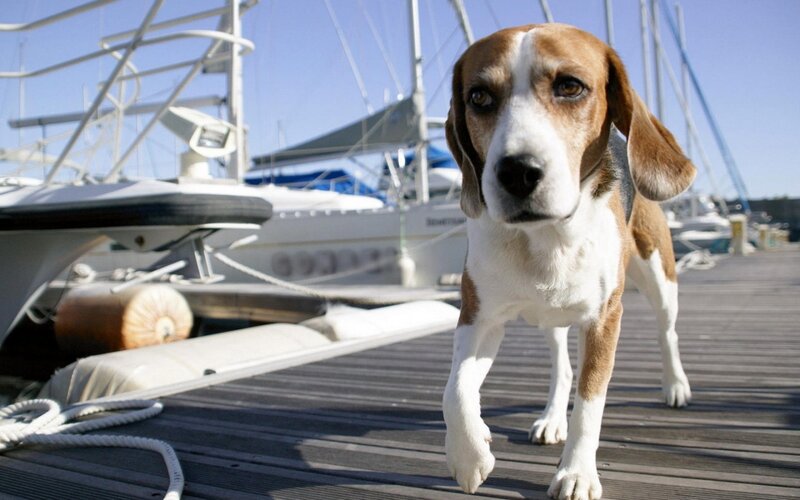 Beagle Dog on Dock — Brown, Calm
