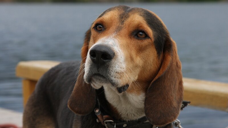 Beagle Dog on Dock — Brown