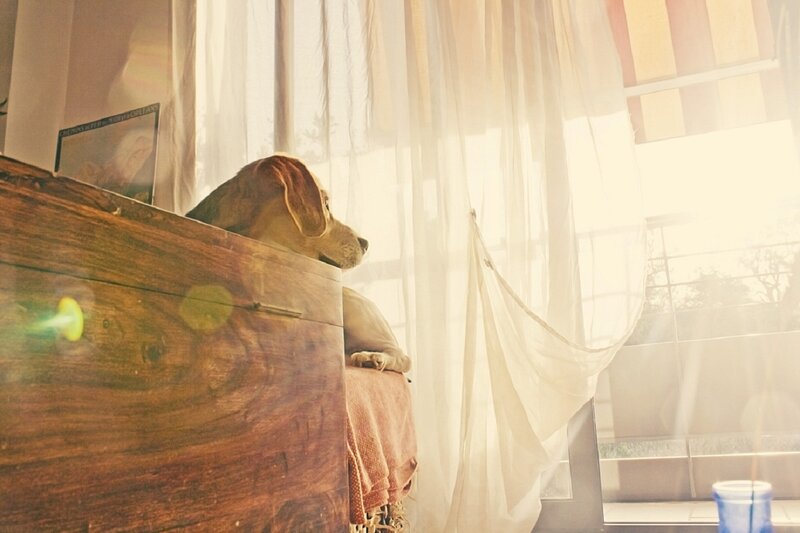 Beagle Dog on Furniture