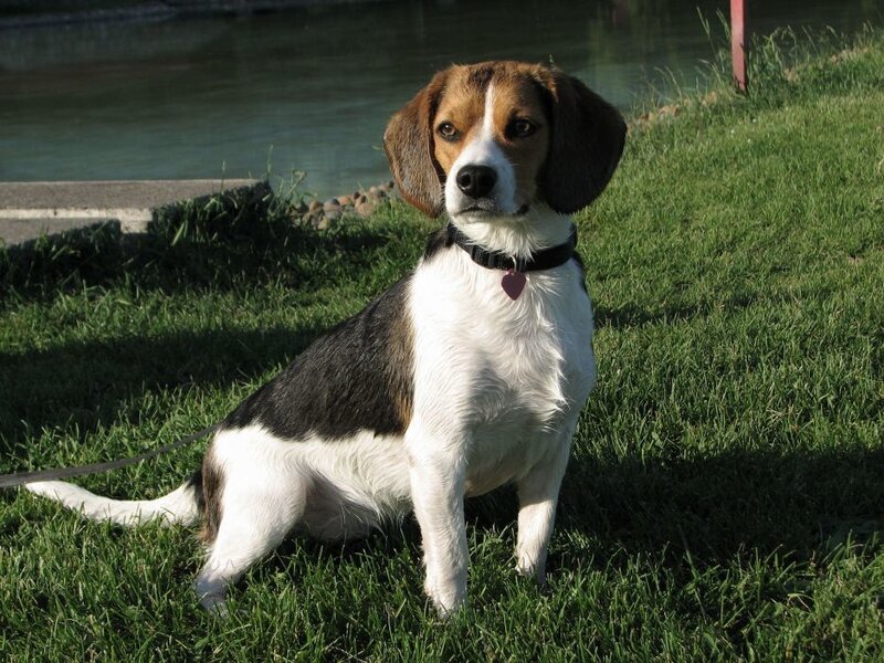 Beagle dog on grass