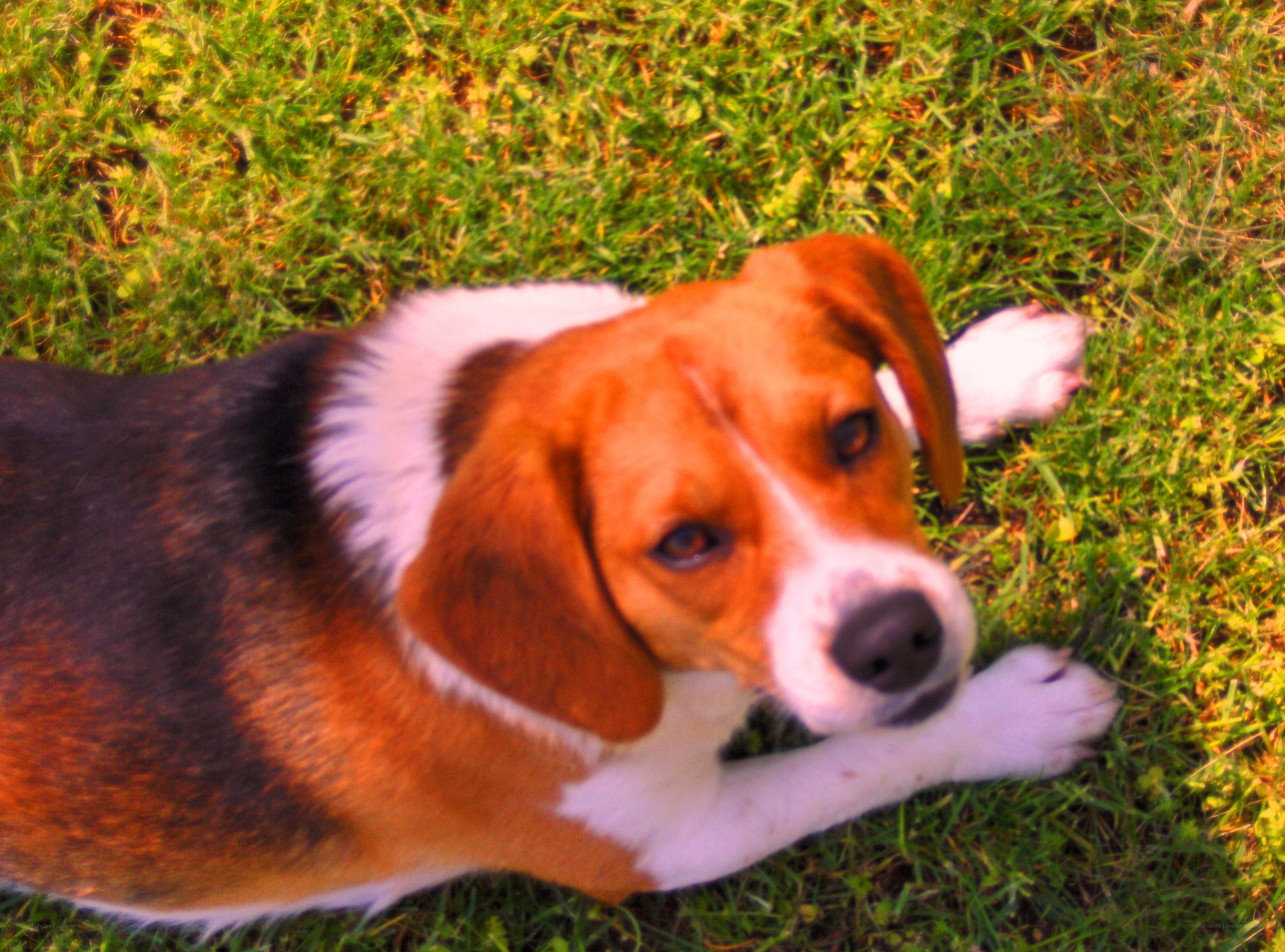 beagle dog on grass