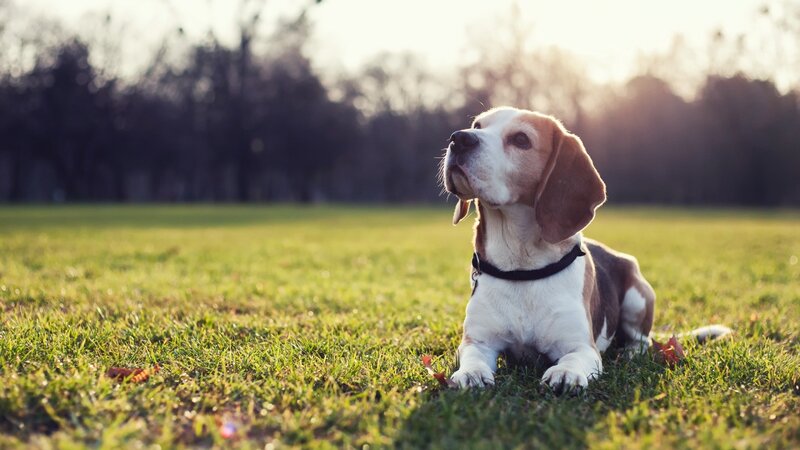 Beagle Dog on Grass — Green, Serene