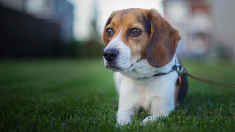 Beagle Dog on Grass — Green