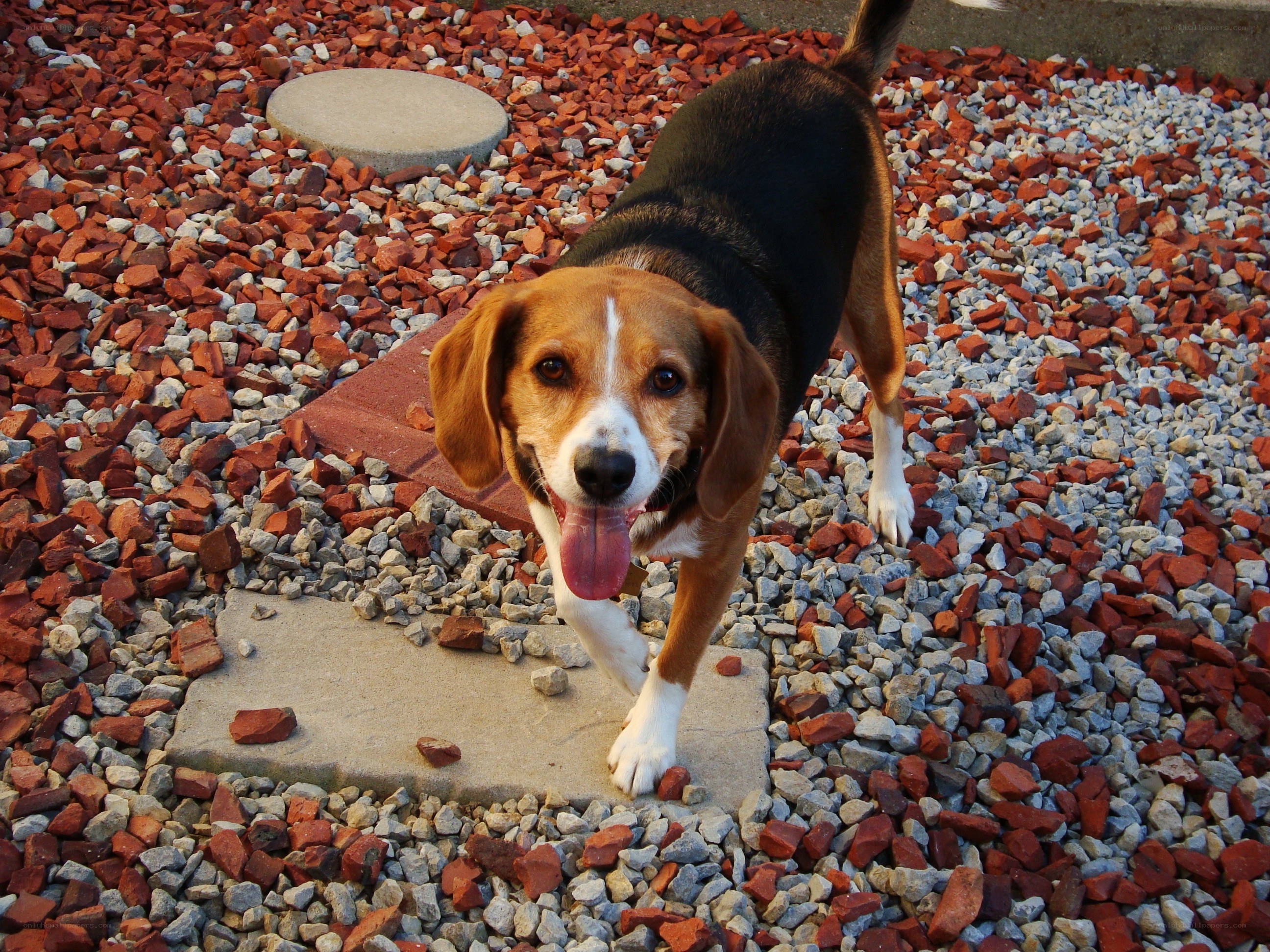 Beagle dog on gravel path