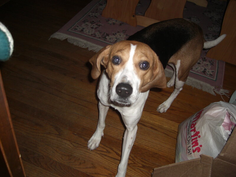 beagle dog on hardwood floor