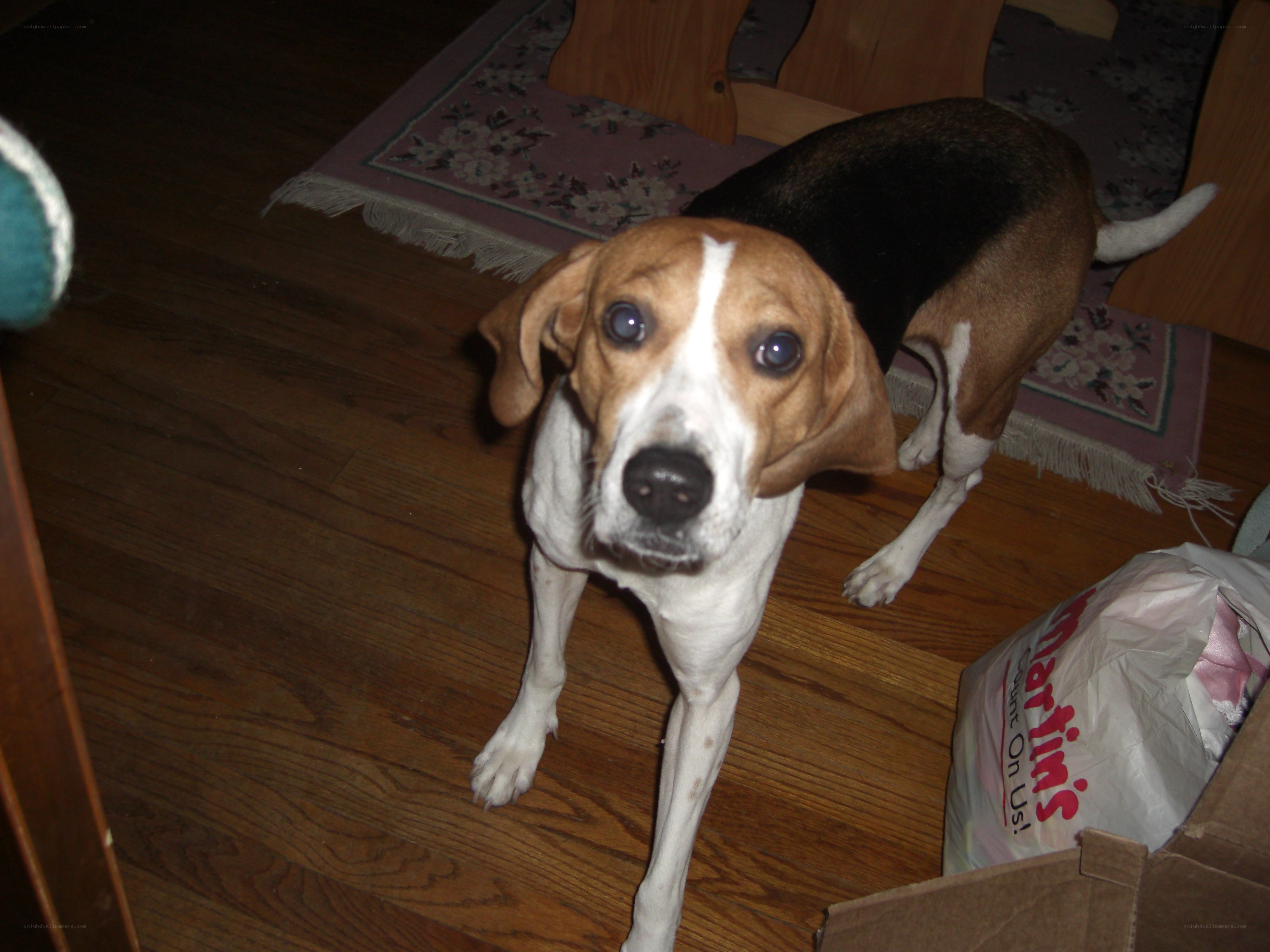beagle dog on hardwood floor