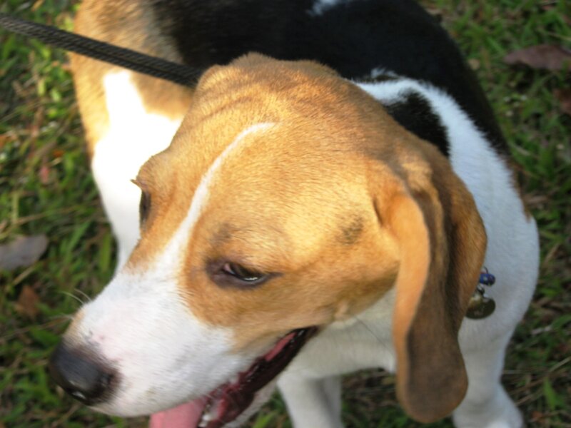 Beagle Dog on Leash — Brown, Calm