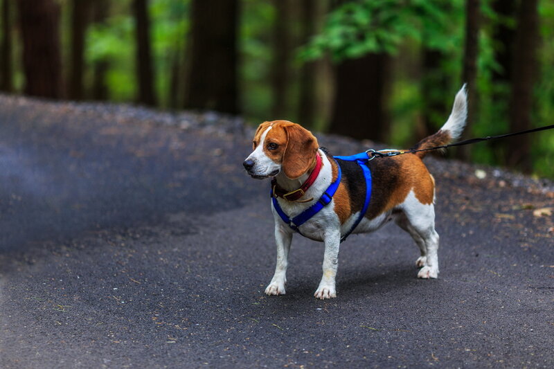 Beagle Dog on Leash — Brown