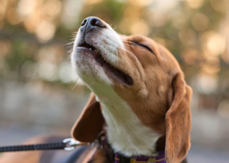Beagle Dog on Leash