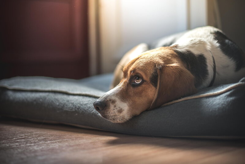 Beagle Dog on Pillow