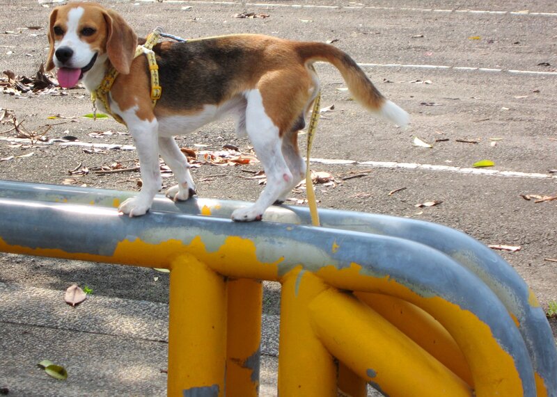 Beagle Dog on Railing